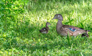 Baby wood ducks walking through grass in spring.