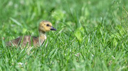 Closeup of a gosling, or baby goose.