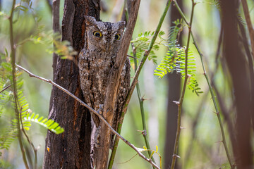 African Scops Owl (Otus senegalensis) resting and sleeping under bark camouflage in tree in Kruger national park South Africa