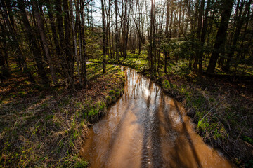 Forest with a creek running through it in springtime brown from runoff