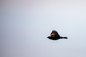 Red-winged Blackbird (Agelaius phoeniceus) adult flying in April