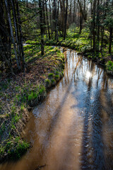 Forest with a creek running through it in springtime brown from runoff