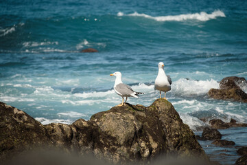 Close up view of seagull birds on the rock against ocean view with big waves. Gulls by the sea coastline