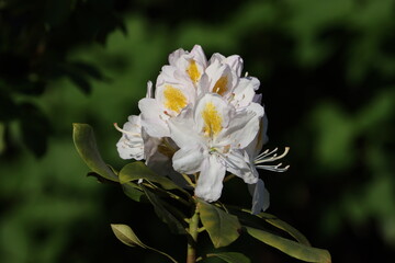 Sweden. Rhododendron caucasicum, the Caucasian rhododendron or the Georgian snow rose, is a species of flowering plant in the genus Rhododendron native to the Transcaucasus and Anatolia.  