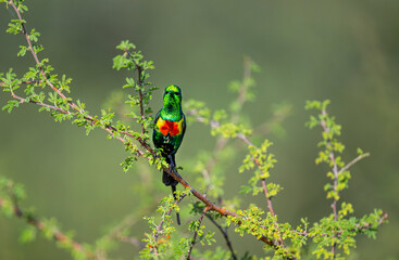 Beautiful Sunbird (Cinnyris pulchella), Africa