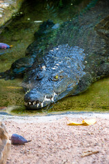Cocodrilo en una charca del Bioparc de Valencia (España)