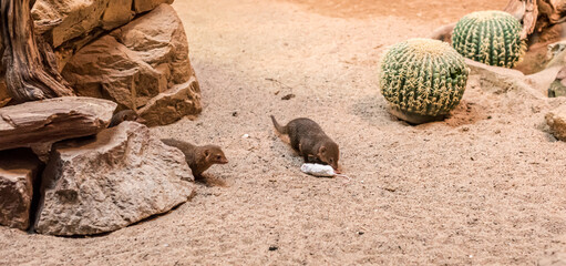 Dwarf mongoose, Helogale parvula, eating a white mouse.