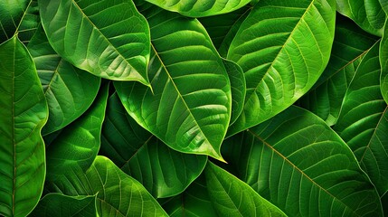 A close up of green leaves with a lush green background