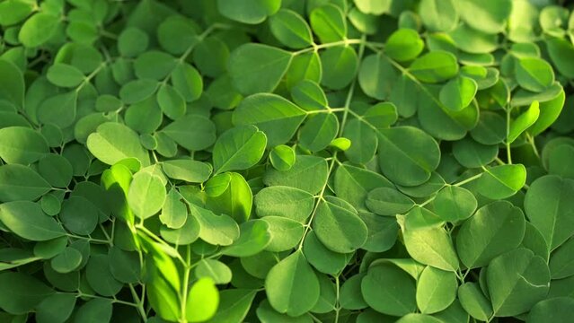 Close-up, fresh green moringa leaves rotating, organic herbal supplement