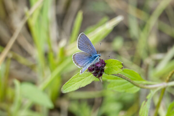 Mazarine blue (Cyaniris semiargus) Butterfly sitting on a grass blade in Zurich, Switzerland