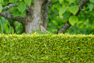 European robin (Erithacus rubecula) sitting on a dense green bush in Zurich, Switzerland
