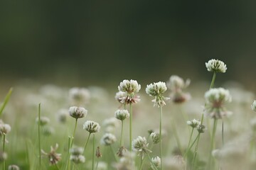 Fototapeta premium Blurry image of a small group of flowers