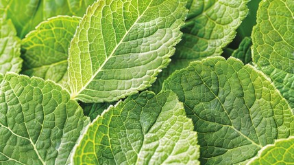Fototapeta premium A close-up of a green plant with an abundance of leaves atop, and more below