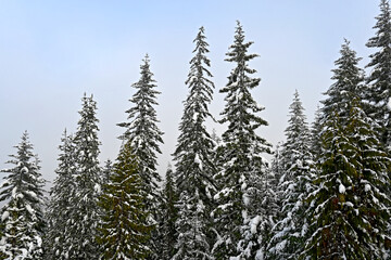 Snow covered fir trees on a winter day with clear sky_12032023_DSC_9027