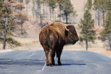 Bison - Custer State Park, Custer, South Dakota