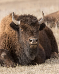 Bison - Custer State Park, Custer, South Dakota