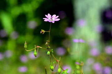 Blüte eines Kleinen Storchenschnabels