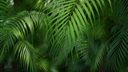 Texture of palm branches in the background
