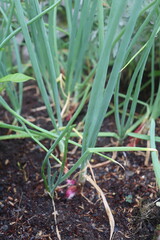 onion in the garden