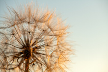 Defocused dandelion with seeds at sunset - Powered by Adobe