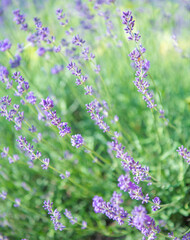 Selective and soft focus on lavender flower, beautiful lavender flower in summer