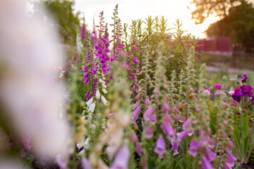 Cottage garden. Close up of pink purple white foxglove flowers blooming in summer garden. Digitalis...