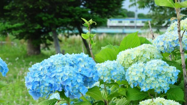 &ldquo;咲き始めたばかりの紫陽花&rdquo;と電車(東武野田線)