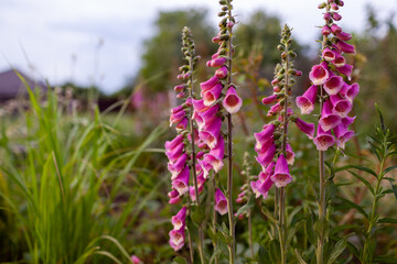 Close up of pink foxglove flowers blooming in summer garden by ornamental grasses. Digitalis in blossom. Space © maryviolet
