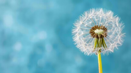 Obraz premium A dandelion's head up-close against a blue backdrop Foreground features a soft, blurred depiction of the dandelion's backside Top