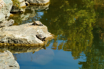 Red-eared Slider (Trachemys scripta elegans) pond slider, semiaquatic turtle in large lake Oike in Japanese garden. Public landscape park of Krasnodar or Galitsky Park, Russia.