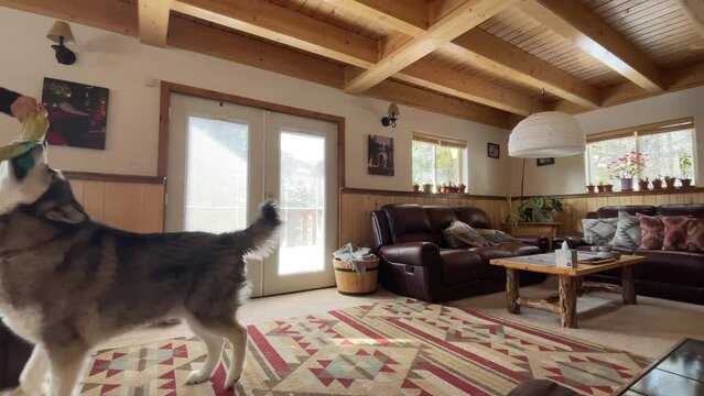 Alaskan malamute dog having zoomies at home