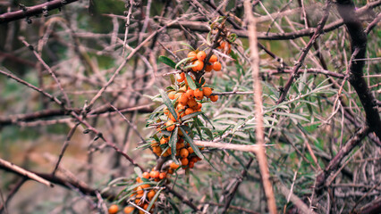 Sea buckthorn (Hippophae rhamnoides) with ripe berries, leaves, and thorns, grows in Gilgit-Baltistan, Pakistan.
