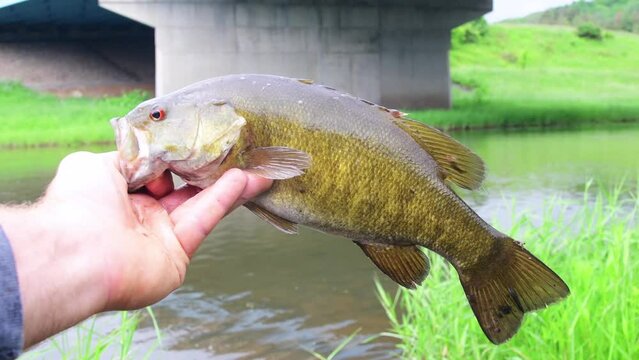 Big smallmouth bass river fishing, shore vacation, selective focus real time video