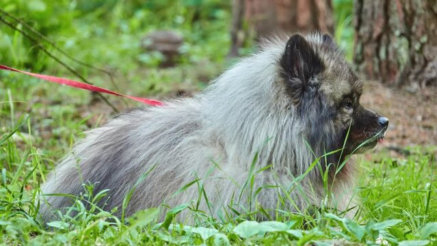 Keeshond is medium-sized dog with plush, two-layer coat