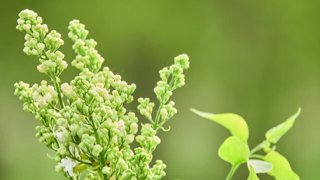 Syringa vulgaris, lilac or common lilac, is flowering plant in olive family Oleaceae, native to Balkan Peninsula, where it grows on rocky hills. It is not regarded as aggressive species.