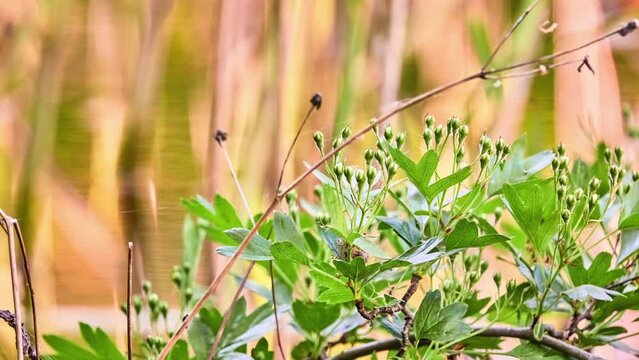 Crataegus azarolus is hawthorn known by common names azarole, azerole, and Mediterranean medlar. It is native to Mediterranean Basin and is common plant there.