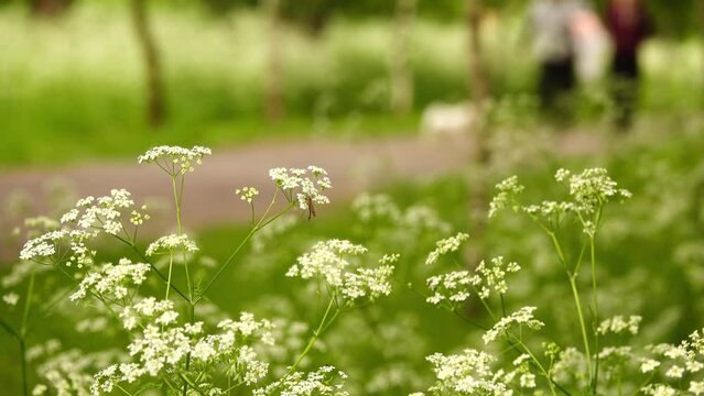 Anthriscus sylvestris, known as cow parsley, wild chervil, wild beaked parsley, Queen Anne's lace or keck, is herbaceous biennial or short-lived plant in family Apiaceae (Umbelliferae), Anthriscus