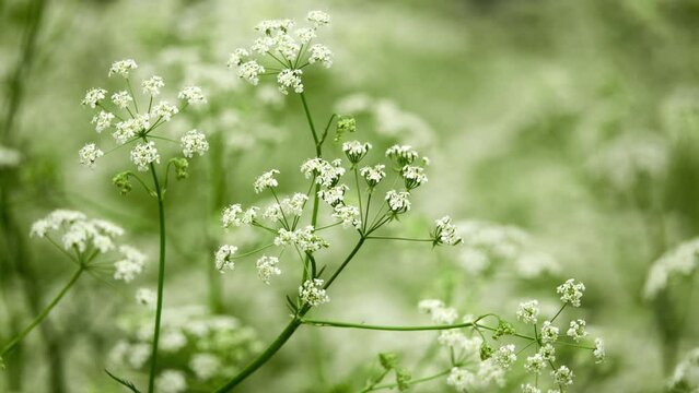 Anthriscus sylvestris, known as cow parsley, wild chervil or beaked parsley, Queen Anne's lace or keck, is biennial or short-lived plant in family Apiaceae (Umbelliferae), genus Anthriscus.