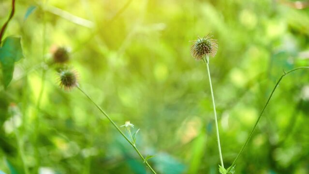 Geum urbanum, wood avens, herb Bennet, colewort and St. Benedict's herb (Latin herba benedicta), is perennial plant in rose family (Rosaceae), which grows in shady places.