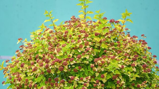 Spiraea japonica, Japanese meadowsweet or Japanese spiraea, is plant in family Rosaceae. Synonyms for species name are Spiraea bumalda and Spiraea japonica Alpina Maxim.