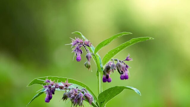Symphytum officinale is perennial flowering plant in family Boraginaceae. Along with thirty four other species of Symphytum, it is known as comfrey. To differentiate it from members of genus Symphytum