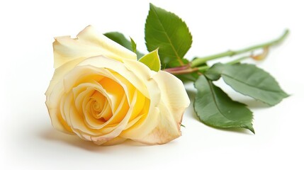 Rose isolated on white background with Clipping path