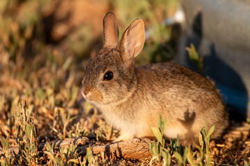 Cute Baby Cottontail Rabbit in Springtime