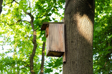 Birdhouse on tree in park and ray of sun in the morning  