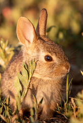 Cute Baby Cottontail Rabbit in Springtime