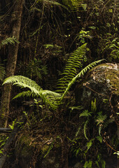 Ferns in the forest river