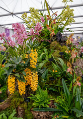 Multi-coloured flower display,including Dendrobium, Masdevallia and Paphiopedilum