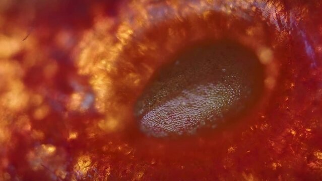 detail of a strawberry achene under the microscope