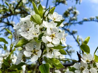 Cherry branch with lots of flowers in spring. Close-up