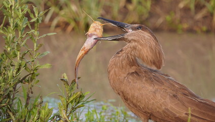  A bird trying to swallow a large fish.